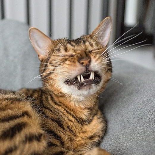 超抵寵物零食團購