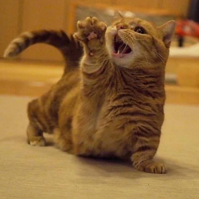 齋睇唔準入👀禁廣告